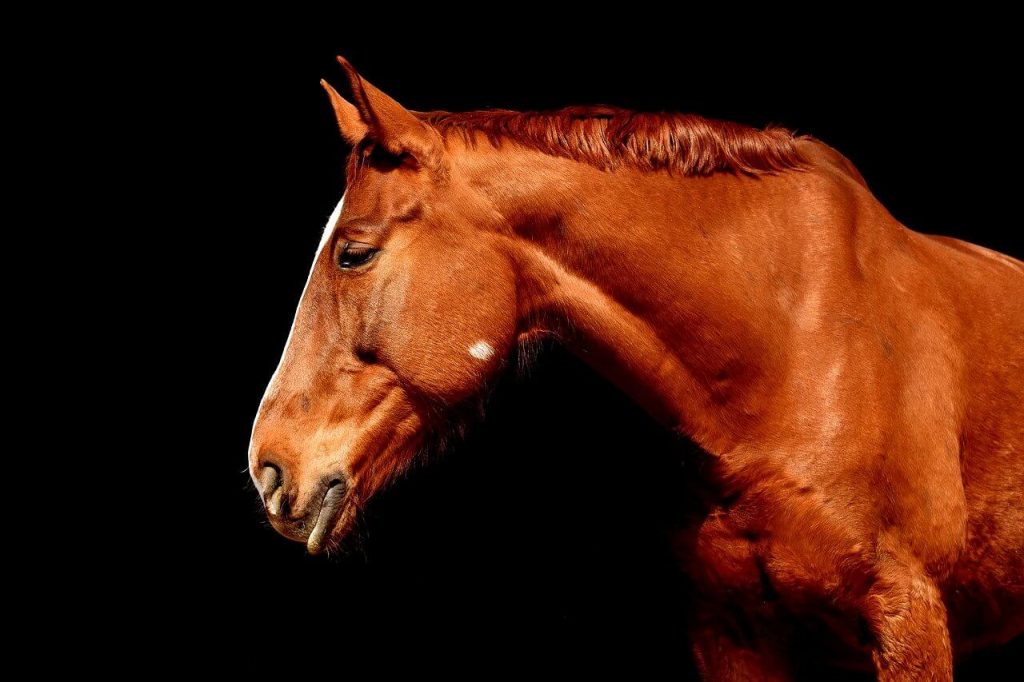 Koń o brązowym umaszczeniu wykorzystywany do jeździectwa. 